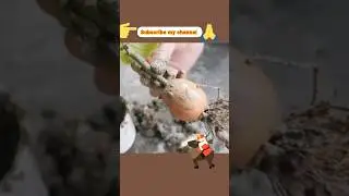 How To Propagate Mango Tree using EGG from Cuttings in 7 Days- Mango Growing in Egg