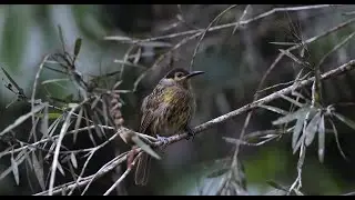 Macleay's Honeyeater at Kingfisher Park Lodge, Dec 2022