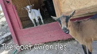 The Goat Chronicles S2 Ep. 2: The Bleating
