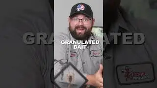 How to Eliminate Ant Colonies with Bait and Liquid Treatments