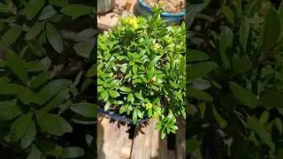 cereja silvestre frutificando. #bonsai #bonsaibrazil #bonsaitree #bonsailovers