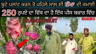 ਬੂਟੇ ਪਲਾਂਟ 🌵ਕਰਨ ਤੋ ਪਹਿਲੇ ਸਾਲ਼ ਈ ਲੱਖਾ ਦੀ ਕਮਾਈ 💵💵250 ਰੁਪਏ ਕਿੱਲੋ ਵਿੱਕ ਦਾ ਹੈ ਬਜ਼ਾਰ ਵਿੱਚ 💸❌✅