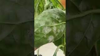 Powdery mildew disease symptoms and cantrol