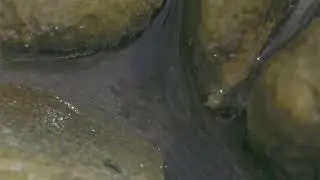 Branchiopods, Жаброногие, Class Branchiopoda