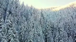 Snowy forest #pexels #ruvimmiksankiy #snowtrees #forest #snowfall #snowbunny #snow #snowstorm