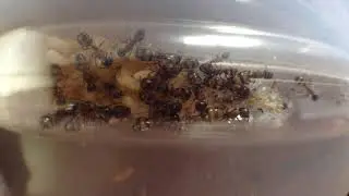 Camponotus subbarbatus 6/23/18