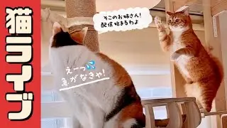 2025.1.10 ニャンコ部屋から生放送！〜猫らの寝相ウォッチング〜
