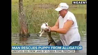 Alligator Attack