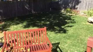 Cleaning up leaves out back