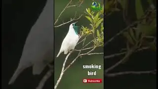 worlds most beautiful Smoking Bird