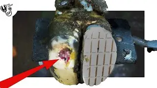 Deep sole ulcer CARVED OUT of cow's hoof!