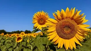 Notts Today, Wednesday 20th August