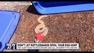 What you should know about rattlesnakes in Arizona