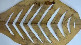  Flow on Pattern Leaf Cut and Print Design 