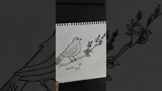 Beautiful bird drawing