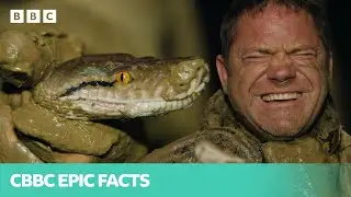 Top Animal Encounters - Deadly 60 | CBBC