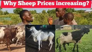 WHY PRICES OF LIVESTOCK KEEP INCREASING