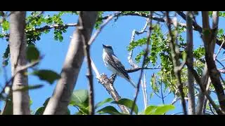 Gray Kingbird eating large insect.