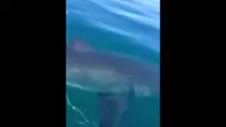 White Shark in Santa Barbara- More Mesa Beach