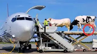 AMAZING CATTLE AND SHEEP TRANSPORTATION BY PLANE