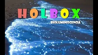 HOLBOX BIOLUMINISCENCIA
