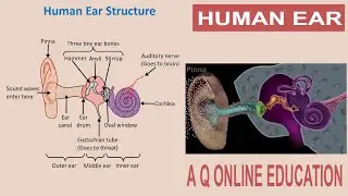 Middle Ear Anatomy Animation||middle ear-Hindi #humanear