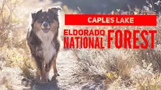 A Great Hike With A Dog At Caples Lake, Eldorado National Forest