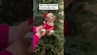 IT&rsquo;S TIMEEEE! #dog #Blessed #chihuahua #ImBlessed #Christmas #GodisthebestartistALWAYS!
