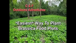 Brassica Food Plots