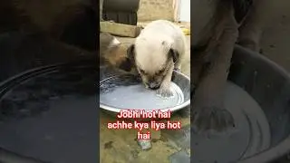 cute dog #doglover​#puppy​ #labrador​ #shortvideo​ #labrador #shortvideo​ ##cute​ teddy bear pic