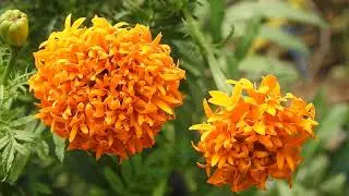 Look so beautiful flower in my garden ep 03