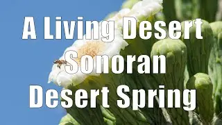 A Living Desert: Sonoran Desert Spring (DiTuro Productions LLC)