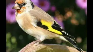 V. Bou - El saltiró de la cardina.WMV