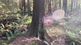 The Cedar Knowledge Forest