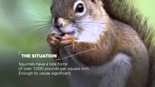 TE's Raychem Wildlife and Asset Protection Solutions