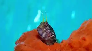 Blue Ocean Camera; Channel Trailer