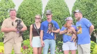 Louisiana Downs wiener dog races