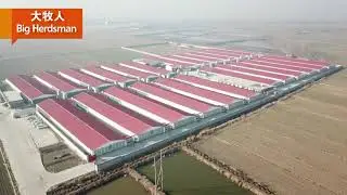 Big herdsman Quality Project Shan Dong broiler  Auto cage farm