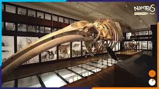 Le Muséum de Nantes entre dans une nouvelle ère
