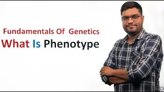 Fundamentals Of Genetics - What Is Phenotype