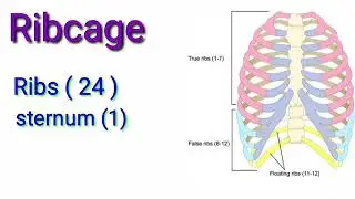 Human body Total bone 🦴🦴