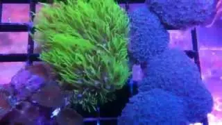 Coral Available from Sustainable Reefs on 9-5-2011
