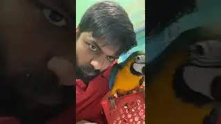 macaw birds lover odisha #cuttack