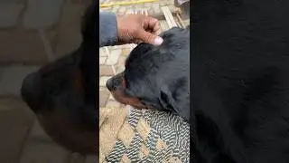 Dog Massage #commando #youtubeshorts