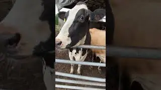 cowboy bebop|cowboy bebop netflix|Mother and baby Cow |cow farms |Shorts feeds