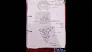 ##Rhizostoma and Tubipora with comments#BSc 2 semester##