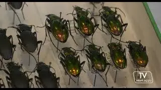 NiortAgglo : Insectes à la loupe