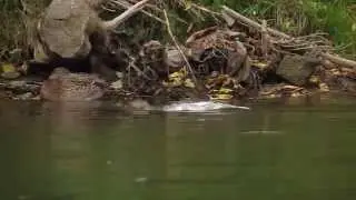 Didysis dančiasnapis žvejoja &Scaron;e&scaron;upėje. / Common Merganser in river &Scaron;e&scaron;upė.