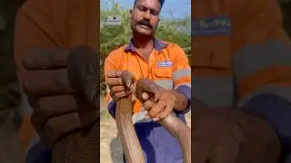 2 headed snake information Red Sand boa Snake #snakevideo #viralshort #viralvideo #youtubeshorts