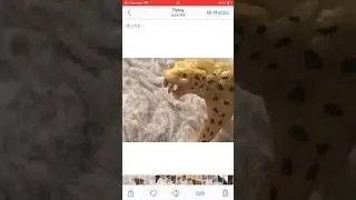 Sabertooth cat vs terror bird part one